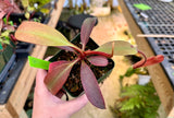 Nepenthes peltata (Mount Hamiguitan) BE-4025