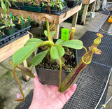 Nepenthes (veitchii x lowii) x platychila BE-3920