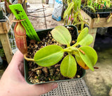 Nepenthes (veitchii x mira) x (burbidgeae x edwardsiana) BE-3992