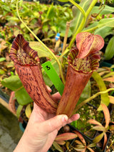 Nepenthes maxima x (Rokko x veitchii) *SPECIMEN*