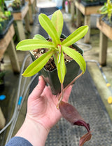 Nepenthes bongso BE-3036