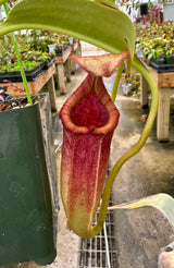 Nepenthes maxima x (lowii x macrophylla) BE-3709