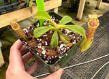 Nepenthes (veitchii x lowii) x platychila BE-3920