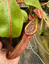 Nepenthes dactylifera BE-3070