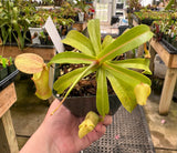 Nepenthes burkei x reinwardtiana BE-3849