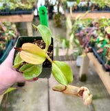 Nepenthes veitchii x lowii BE-4006 *SPECIMENS*