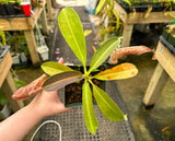 Nepenthes 'Rokko' x x Josefita *SEED-GROWN*