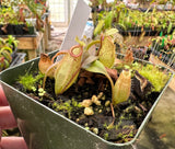 Nepenthes ampullaria x aristolochioides - BE-3658