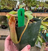Nepenthes veitchii x lowii BE-4006 *SPECIMENS*