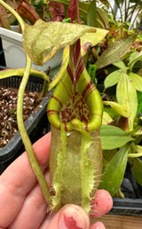 Nepenthes robcantleyi x (burbidgeae x edwardsiana) BE-4020 *SEED-GROWN* *SPECIMEN*