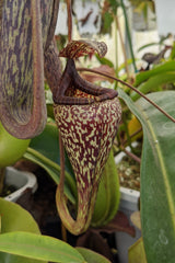 Nepenthes vogelii BE-3256 *ROOTED CUTTING*