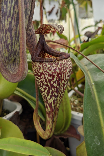 Nepenthes vogelii BE-3256 *ROOTED CUTTING*
