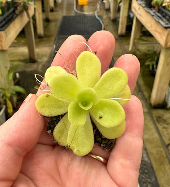 Pinguicula agnata