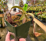 Nepenthes (maxima x talangensis) x hamata BE-3777