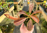 Nepenthes maxima *SEED GROWN SPECIMENS*
