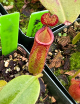 Nepenthes ampullaria x fusca BE-3941