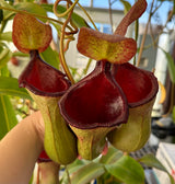 Nepenthes lowii x ventricosa 'PDA' (Female) *ROOTED CUTTINGS*