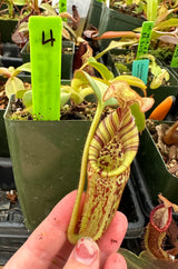 Nepenthes (burbidgeae x veitchii) x mollis AW