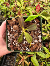 Nepenthes mollis (hurrelliana) BE-3921