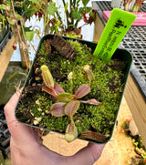 Nepenthes veitchii BE-4021 *SEED-GROWN*