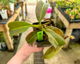 Nepenthes (burbidgeae x veitchii) x mollis AW
