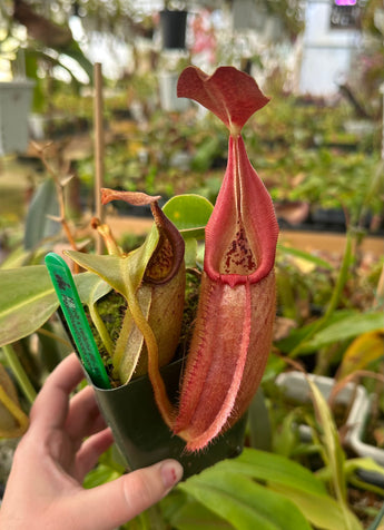 Nepenthes robcantleyi x veitchii BE-3933