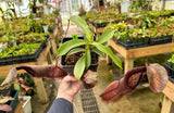 Nepenthes spathulata x hamata BE-3712