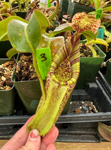 Nepenthes (burbidgeae x veitchii) x mollis AW