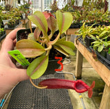 Nepenthes (veitchii x lowii) x (burbidgeae x edwardsiana) BE-3980 *SPECIMENS*