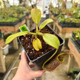 Nepenthes eymae