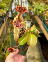 Nepenthes veitchii x lowii BE-4006 *SPECIMENS*