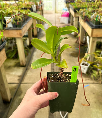 Nepenthes sp. (Kemiri) AW clone 1 *Specimens*