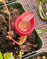 Nepenthes jamban BE-3875