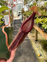 Nepenthes bongso BE-3036