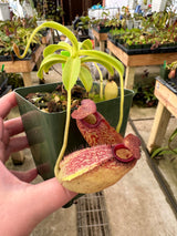 Nepenthes maxima x aristolochioides BE-3578