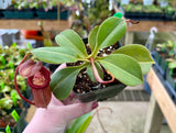 Nepenthes sibuyanensis x robcantleyi 'King of Clubs' BE-3713