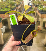 Nepenthes eymae