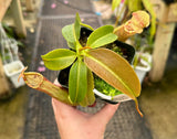 Nepenthes 'Rokko' x x Josefita *SEED-GROWN*
