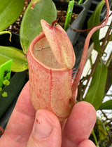 Nepenthes sibuyanensis x merrilliana BE-3542