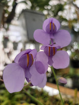 Utricularia cornigera (previously U. reniformis "Giant"/"Big Sister")