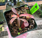 Nepenthes densiflora x rafflesiana BE-3719