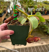 Nepenthes (lowii x macrophylla) x robcantleyi BE-4018 *SEED-GROWN*