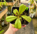 Nepenthes platychila AW *INDIVIDUAL SEEDLINGS CLONE AW*