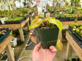 Nepenthes rajah x veitchii BE-3730