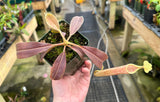 Nepenthes maxima *SEED GROWN SPECIMENS*