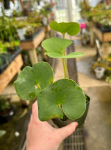 Utricularia cornigera (previously U. reniformis "Giant"/"Big Sister")