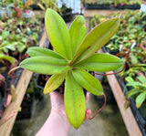 Nepenthes sibuyanensis x merrilliana BE-3542