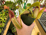 Nepenthes robcantleyi x veitchii BE-3933