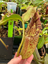 Nepenthes (burbidgeae x veitchii) x mollis AW