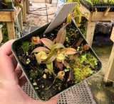 Nepenthes ampullaria x aristolochioides - BE-3658